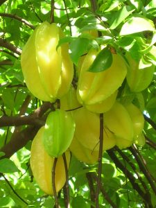 Averrhoa carambola (Starfruit)