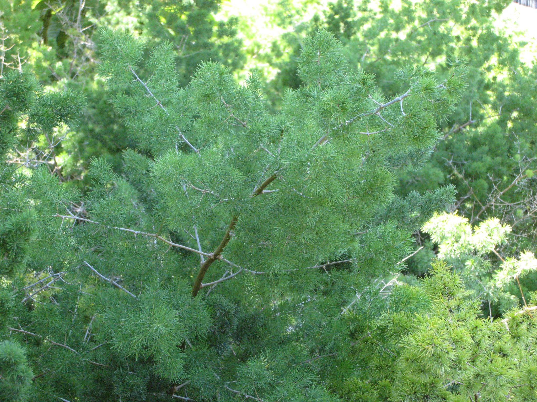 Index of /wp content/uploads/2012/09 Stue asparagus