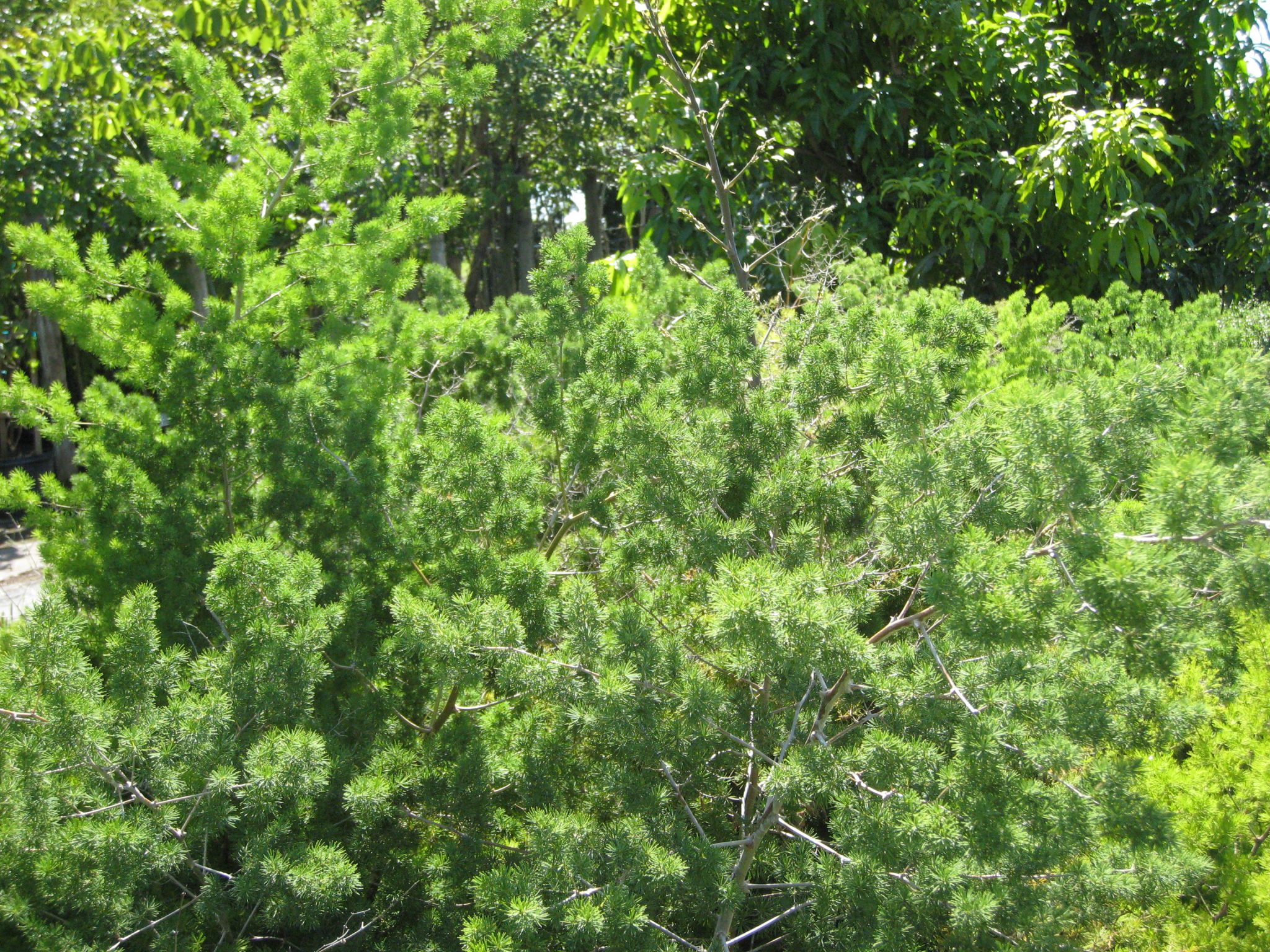 Index of /wp content/uploads/2012/09 Stue asparagus