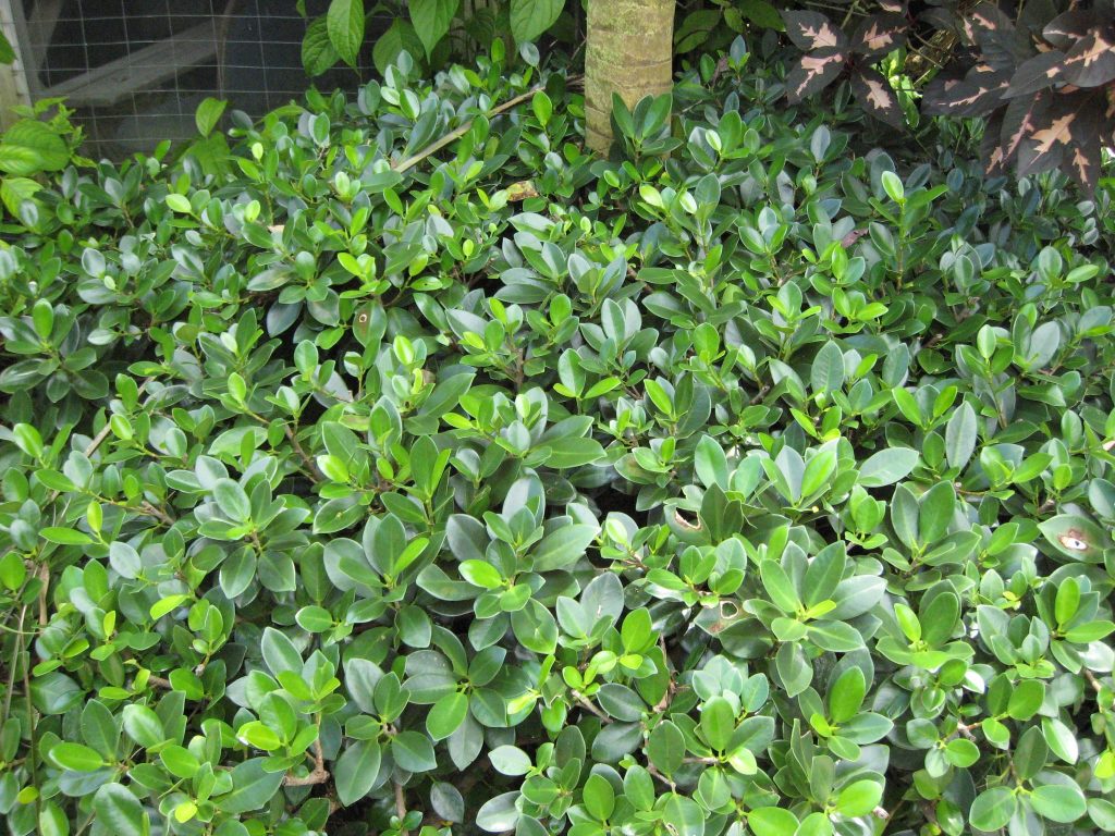 Ficus macrocarpa(Green Island Ficus5) - Richard Lyons Nursery, Inc.