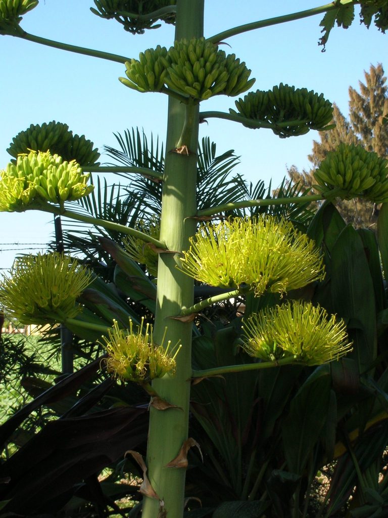Agave Desmettiana Variegata Dwarf Variegated Agave3 Agave Desmettiana Variegata Dwarf Variegated Agave3