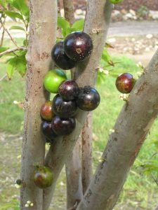 Myrciaria caulifera (Jaboticaba9)