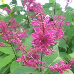 Odontonema strictum (Purple Firespike5)