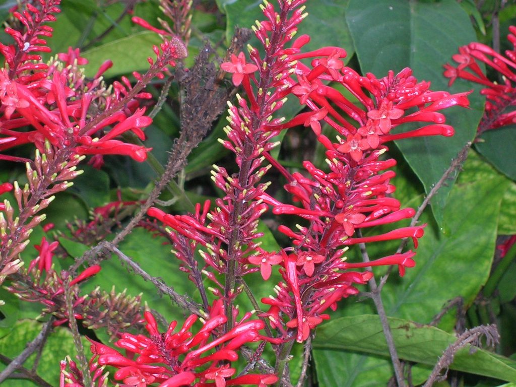 Firespike (Odontonema strictum) Richard Lyons Nursery, Inc.