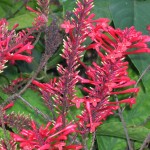 Odontonema strictum (Red Firespike3)
