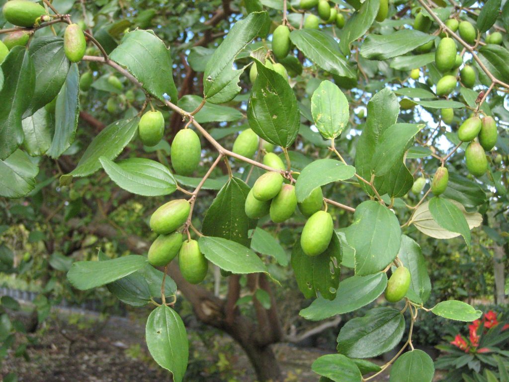 Zizyphus jujuba (Jujube Tree) Richard Lyons Nursery, Inc.