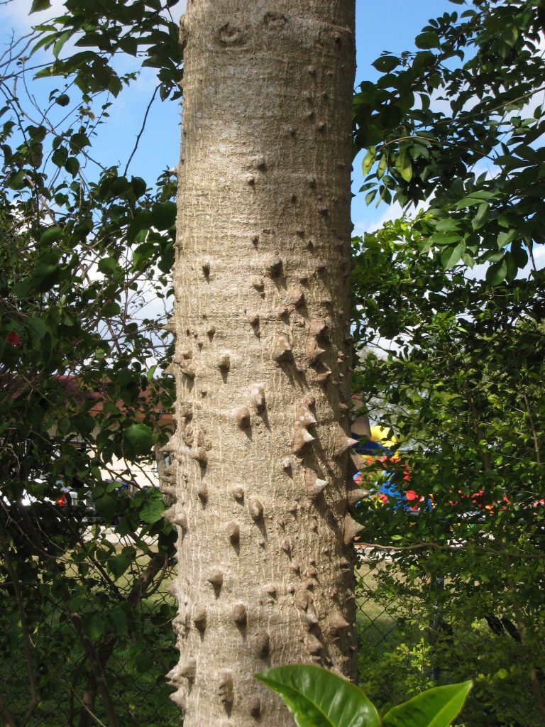 Bombax ceiba(Spines on Trunk6) Richard Lyons Nursery, Inc.