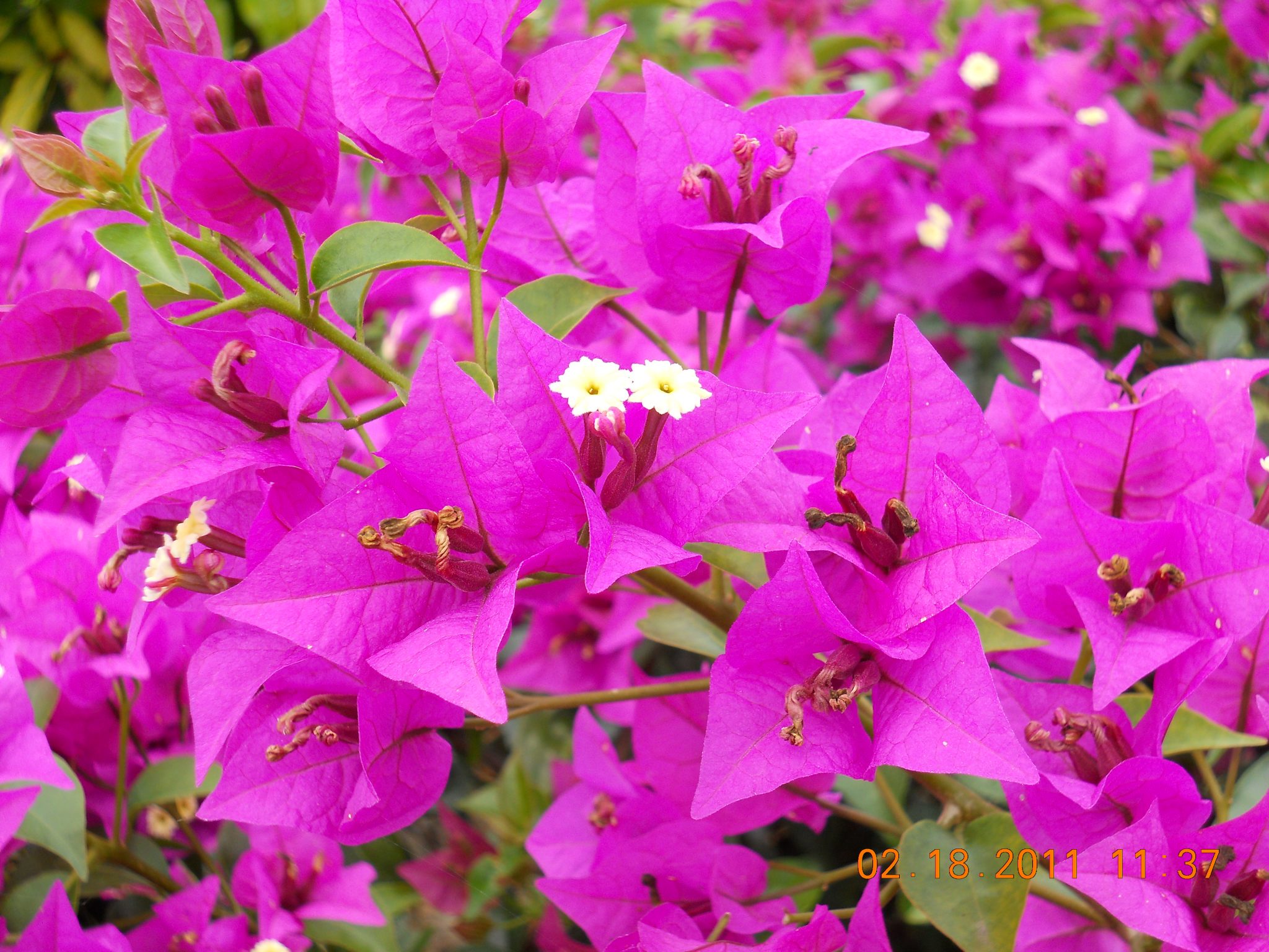 purple2