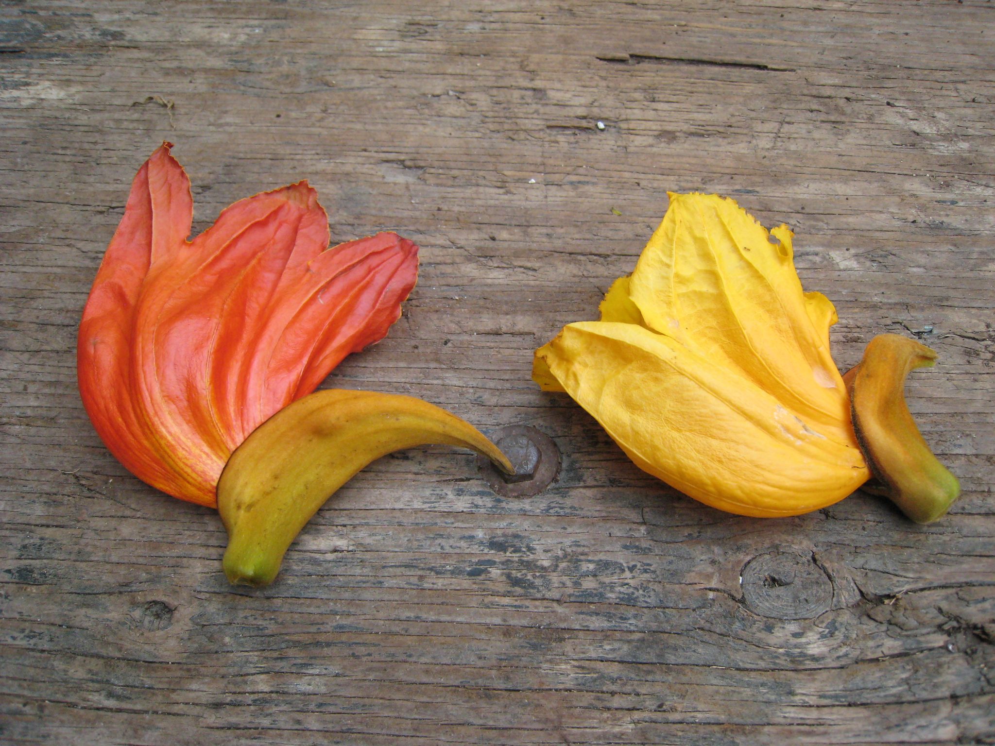 African Tulip Tree (Spathodea campanulata) Richard Lyons Nursery, Inc.
