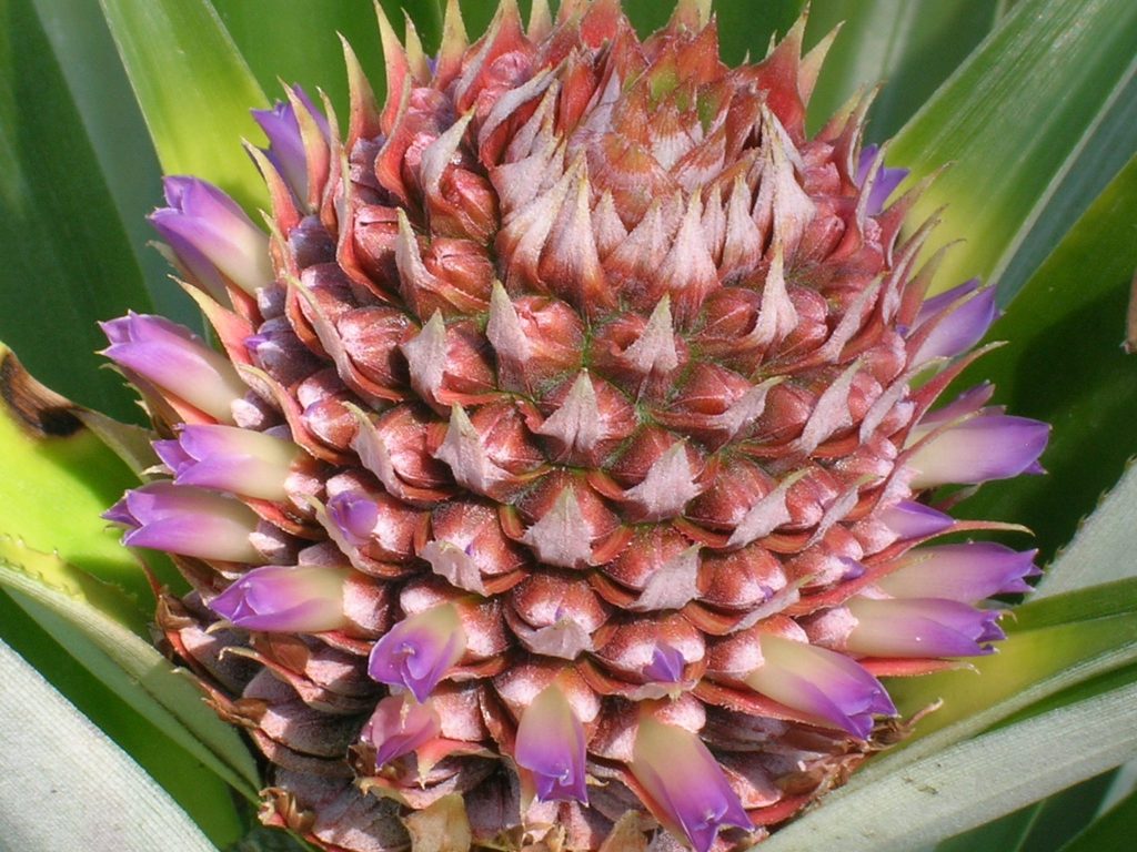 Ananas comosus (Smooth Cayenne Pineapple4) Richard Lyons Nursery, Inc.