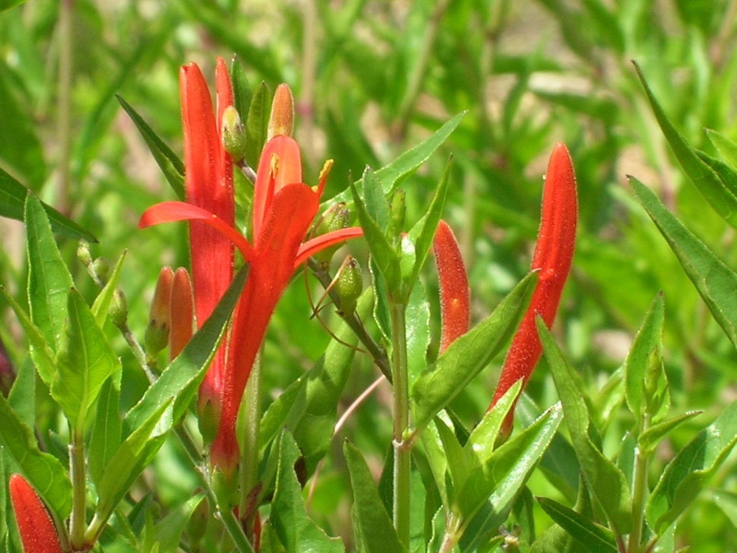 Anisacanthus quadrifidus var. wrightii (Hummingbird Bush) Richard