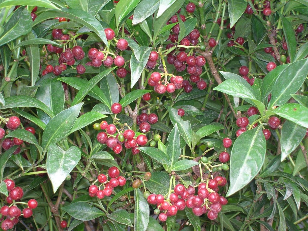 Native Florida Coffee Species (Psychotria ligustrifolia, P. nervosa, P