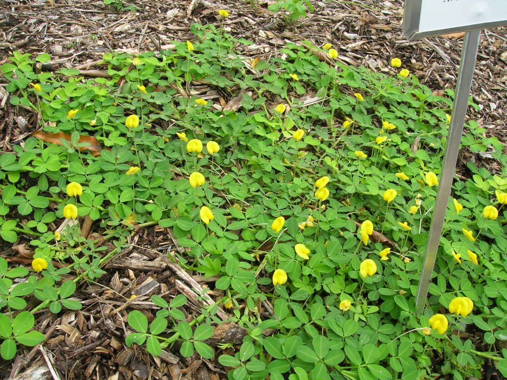 Richard Lyons Nursery Inc Rare Unusual Tropical Trees Plants Weekly Special December 9 To 16 2018