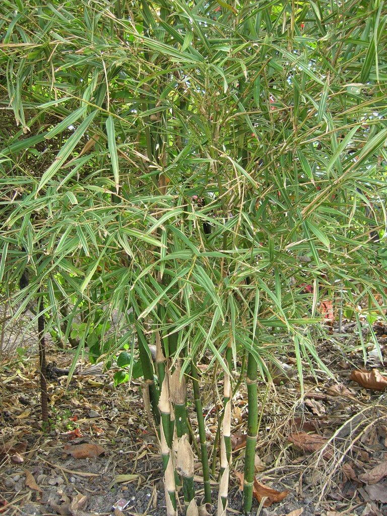 Bambusa heterostachya 'Variegata' (Dwarf Malay Variegated Bamboo1
