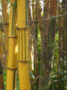 tropical black bamboo