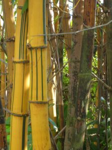 tropical black bamboo