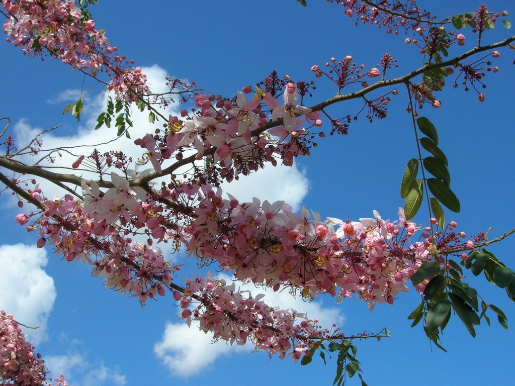 Pink Shower Tree (Cassia bakeriana) Richard Lyons Nursery, Inc.