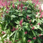 Odontonema callistachyum(Purple Firespike)