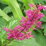 Odontonema callistachyum(Purple Firespike2)