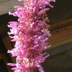Odontonema strictum (Lavender Firespike5)