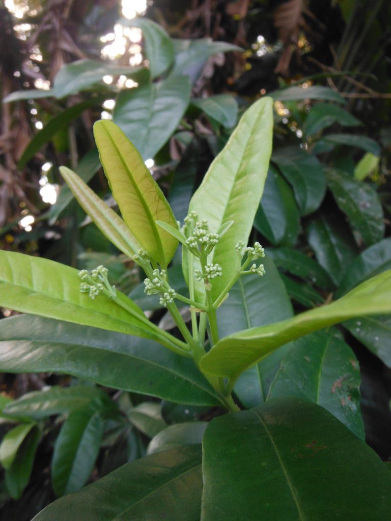 Allspice (Pimenta dioica) and Bay Rum (Pimenta racemosa) Richard