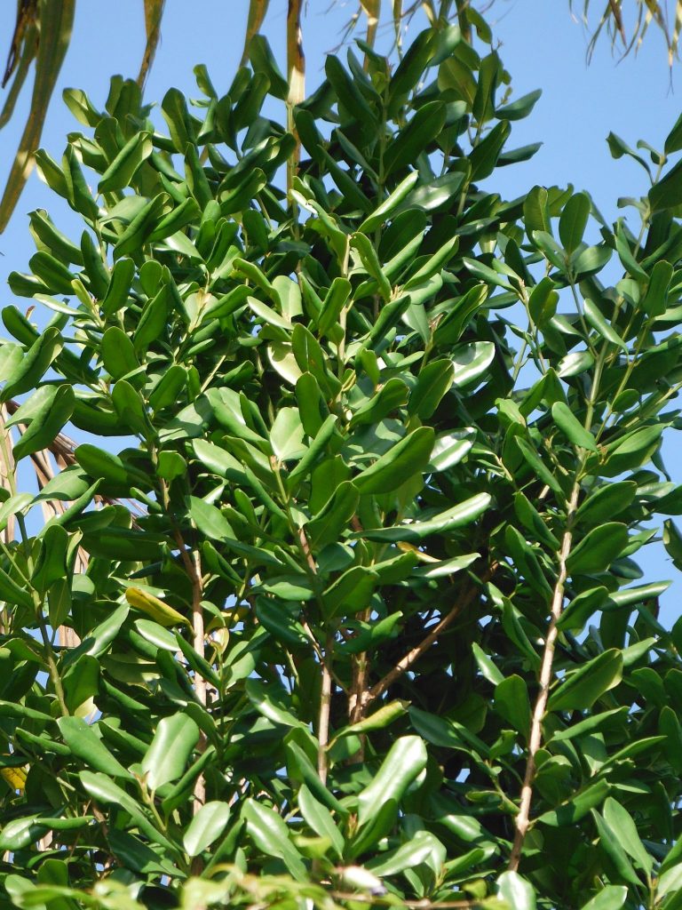 Allspice (Pimenta dioica) and Bay Rum (Pimenta racemosa) Richard