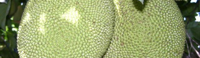 Jackfruit on the tree