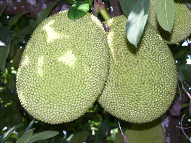 Jackfruit on the tree