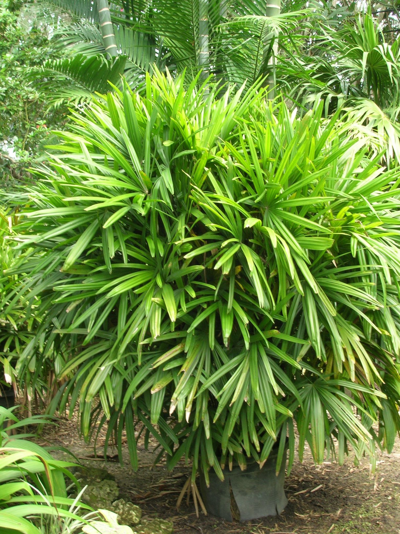 Rhapis Excelsa Alchetron The Free Social Encyclopedia Rhapis Excelsa Alchetron The Free Social Encyclopedia
