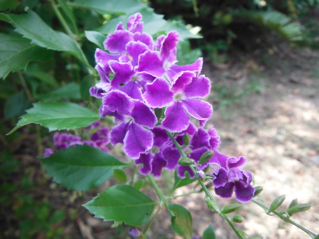 Golden Dewdrops (Duranta erecta f/k/a Duranta repens) Richard Lyons