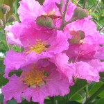 Lagerstroemia speciosa (Queen's Crape Myrtle2)