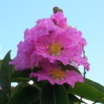 Lagerstroemia speciosa (Queen's Crape Myrtle3)