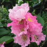 Lagerstroemia speciosa(Queen's Crape Myrtle)