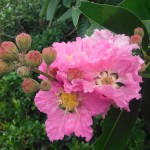 Lagerstroemia speciosa(Queen's Crape Myrtle1)