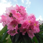 Lagerstroemia speciosa(Queen's Crape Myrtle2)