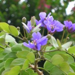 Guaiacum sanctum (Lignum Vitae)