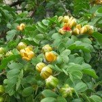 Guaiacum sanctum (Lignum Vitae Fruit and Foliage)