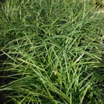 Liriope gigantea (Lilyturf)
