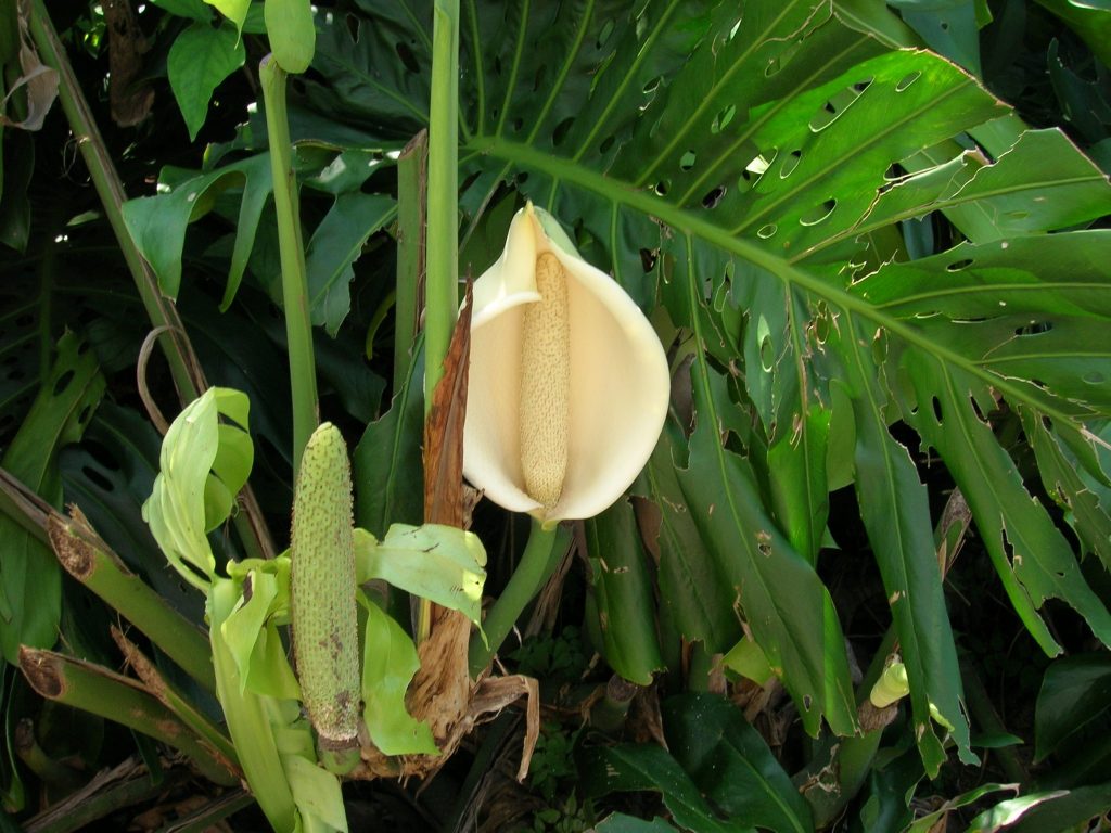 Monstera deliciosa (Swiss Cheese Vine) Richard Lyons Nursery, Inc.