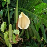 Monstera deliciosa (Swiss Cheese Vine)