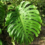 Monstera deliciosa (Swiss Cheese Vine)