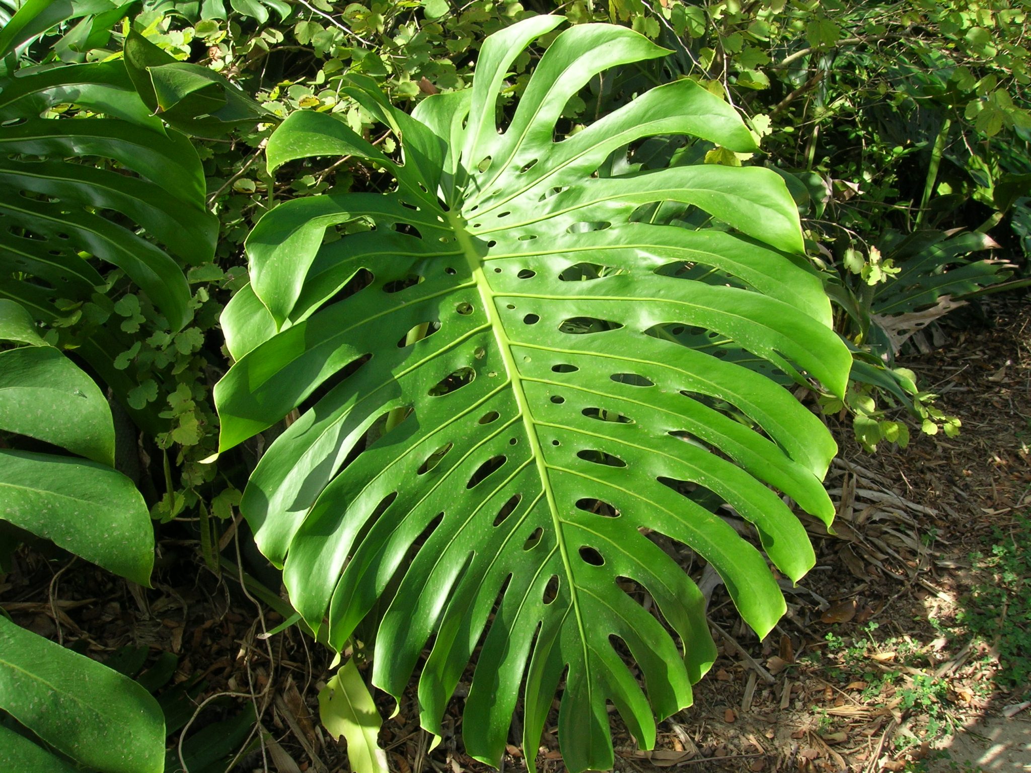 Monstera Deliciosa