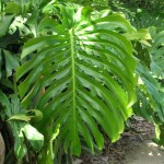 Monstera deliciosa (Swiss Cheese Vine)