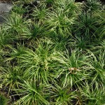 Ophiopogon japonicus (Mondo Grass)