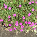 Portulaca grandiflora (Moss Rose)