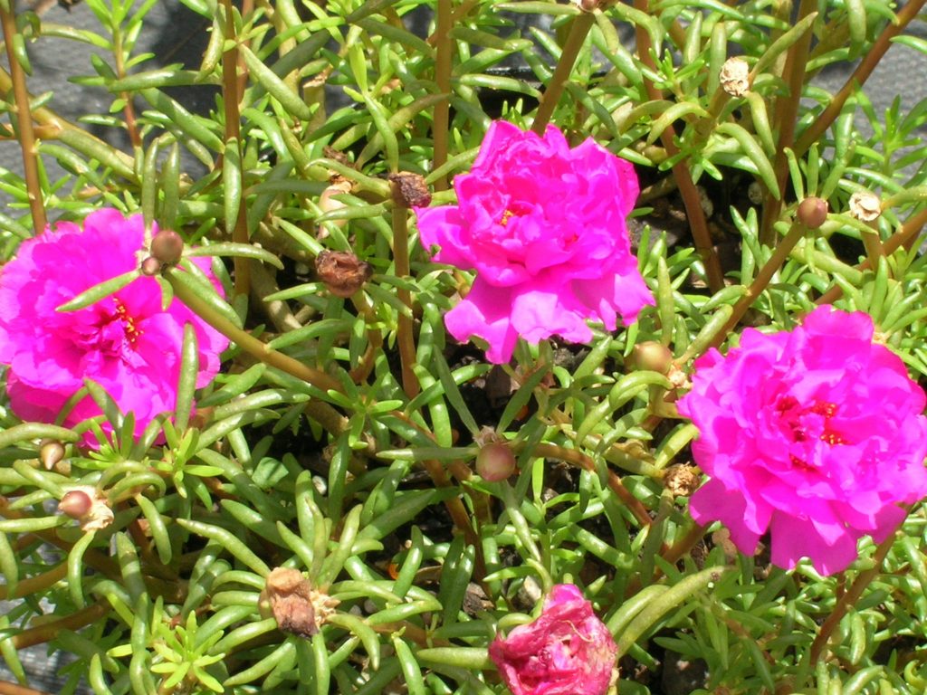 Wrong Flower Image