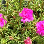 Portulaca grandiflora (Moss Rose)