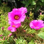 Portulaca grandiflora (Moss Rose)