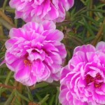 Portulaca grandiflora (Moss Rose)