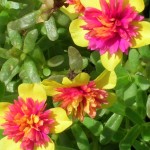 Portulaca grandiflora (Moss Rose)